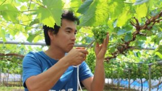 しまね新規就農者の紹介シリーズ　No.８（出雲市：伊藤さん（ぶどう））