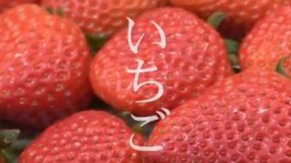 島根県内農業の紹介シリーズ　No.2